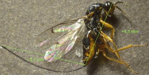 Megastigmus sp.